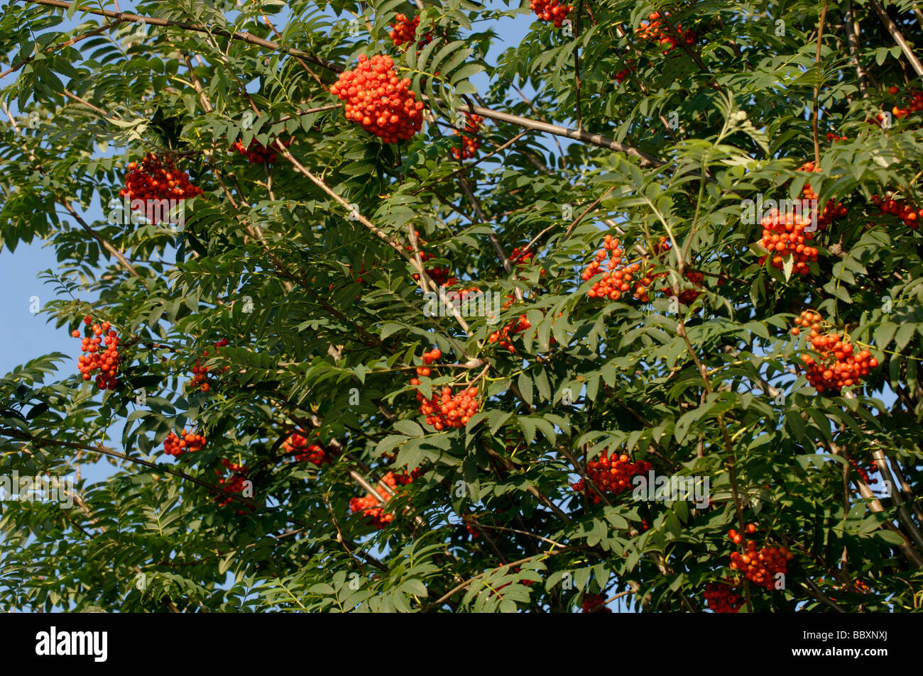 Rowan Sorbus aucuparia en berry photographié en UK Banque D'Images