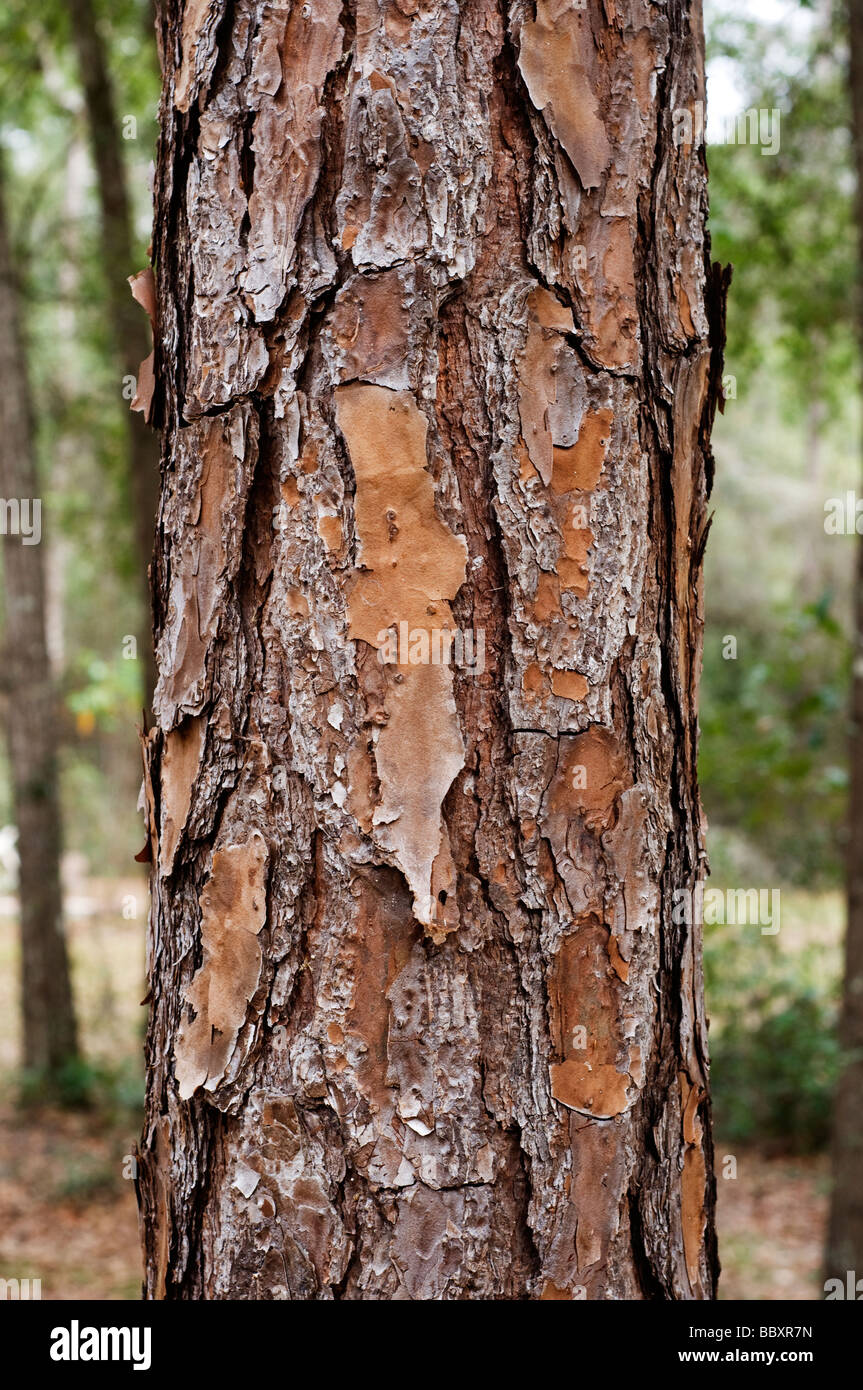 L'écorce rugueuse de l'arbre de pin de Floride Banque D'Images