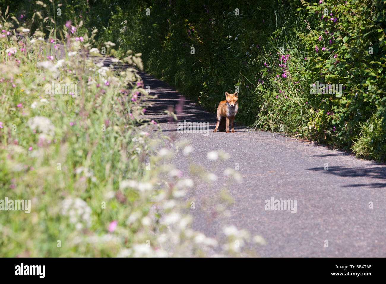 Un jeune Fox cub sur un chemin de campagne près de St just à Cornwall UK Banque D'Images