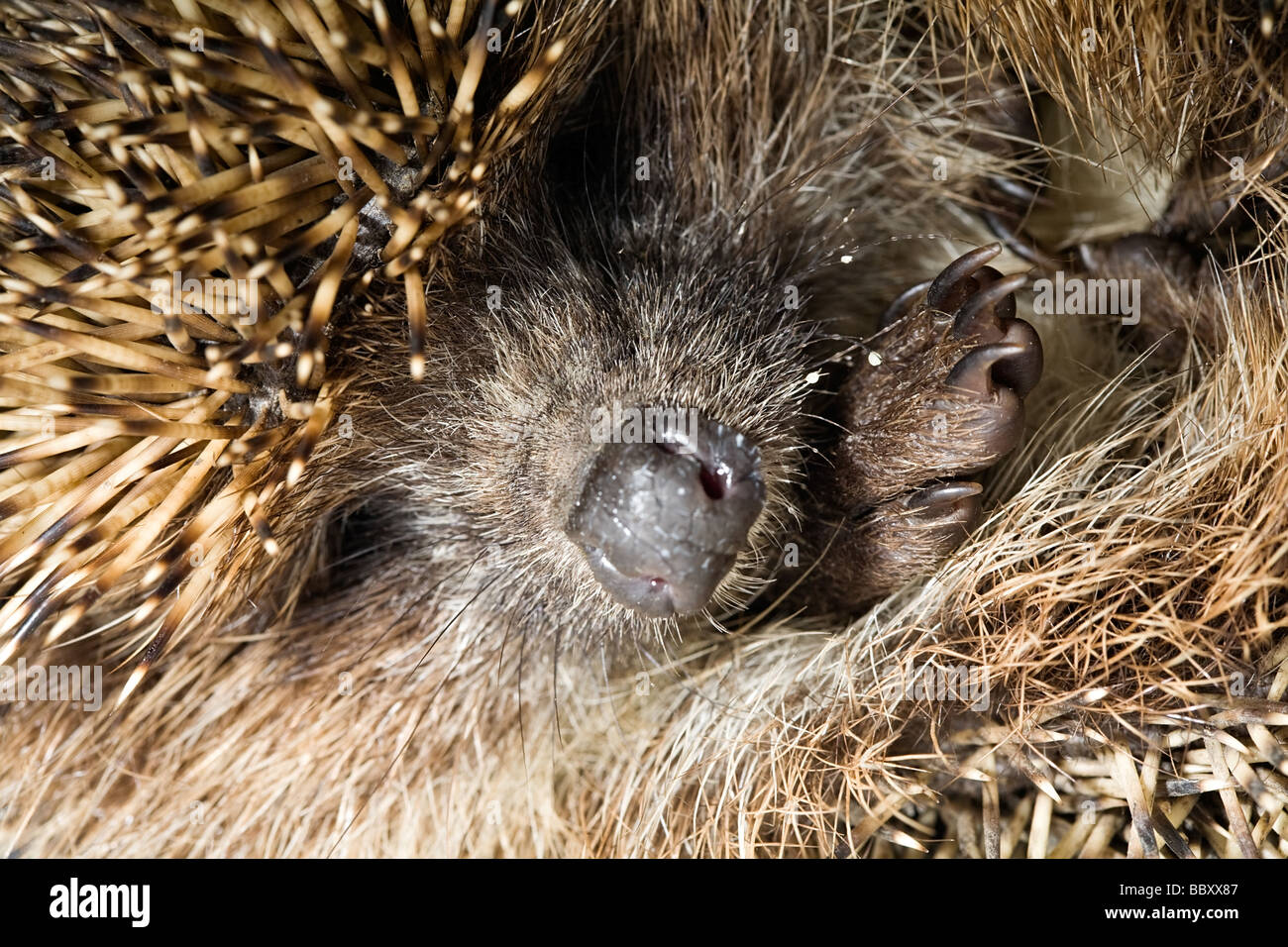 Hedgehog s nez et paw close up Banque D'Images