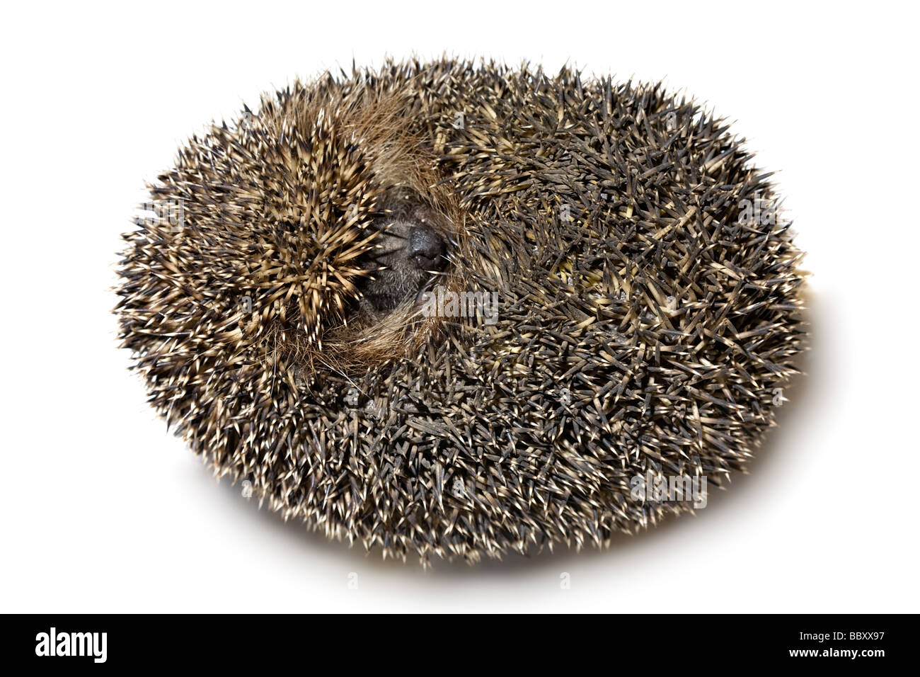 Hedgehog close up isolé sur fond blanc Banque D'Images