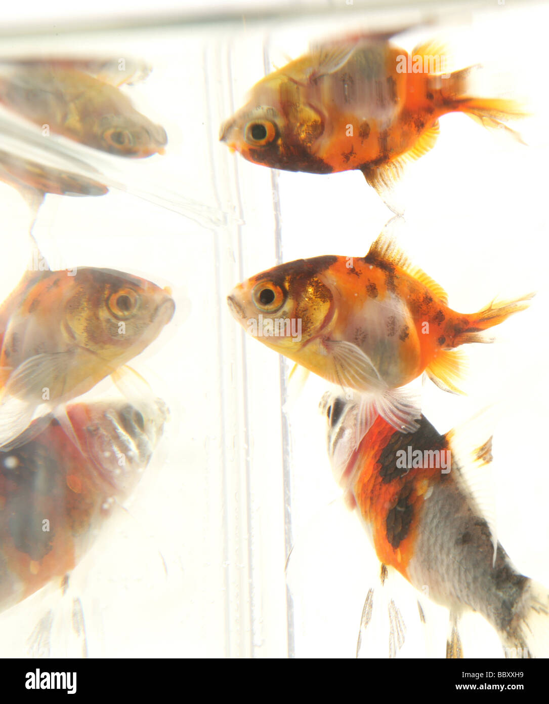 Réflexions Goldfish Carassius auratus auratus fishtank en studio Banque D'Images