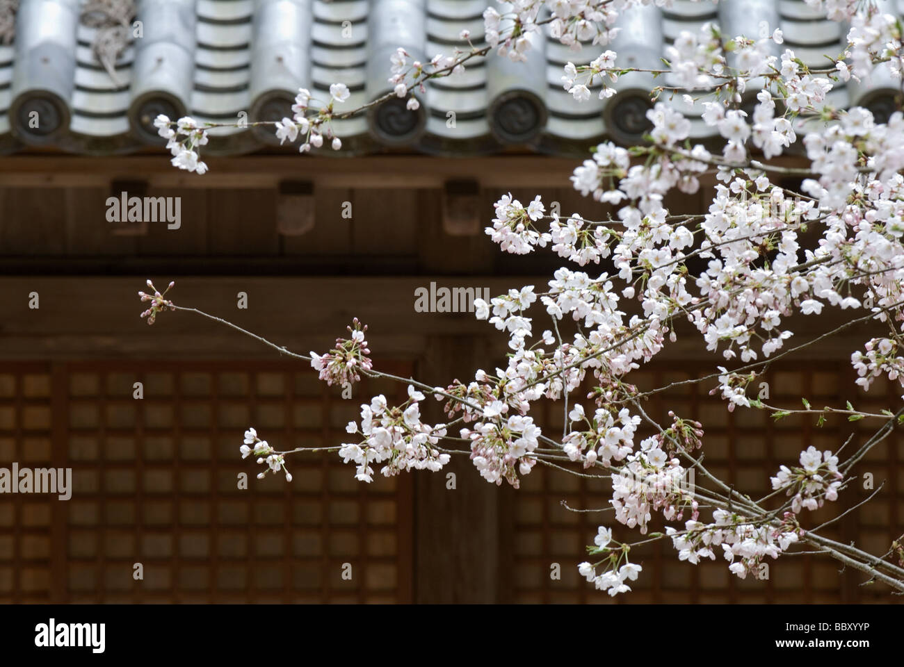 Les branches d'un cerisier en fleurs créer une composition contre l'arrière-plan d'un temple japonais Banque D'Images