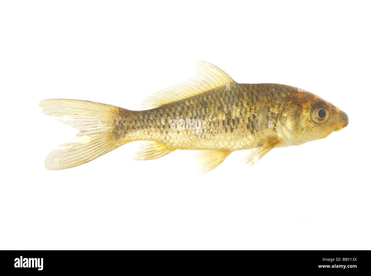 Découpe du poisson rouge Koi portrait dans astudio Banque D'Images