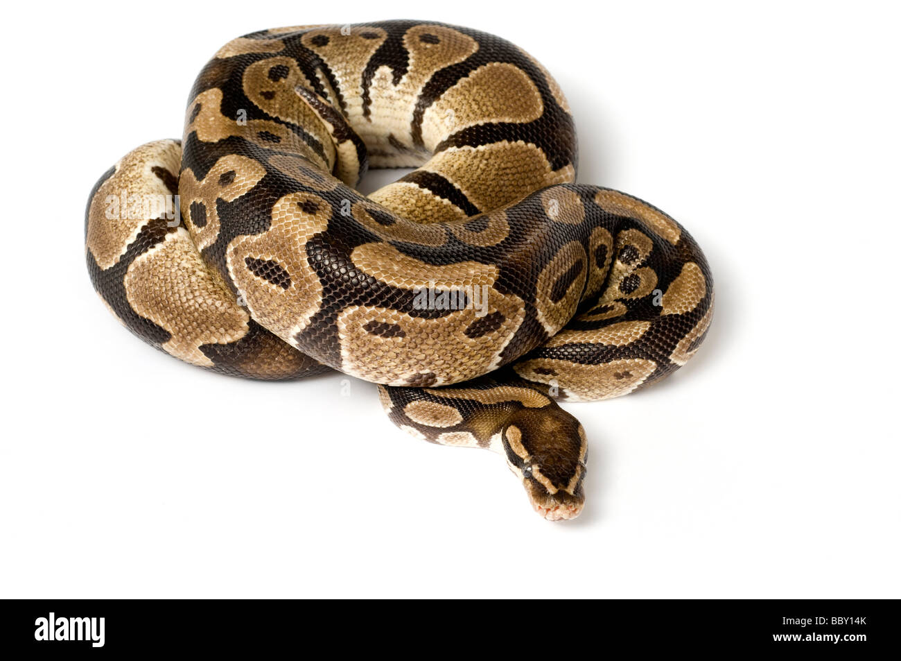 Python regius Python royal Banque D'Images