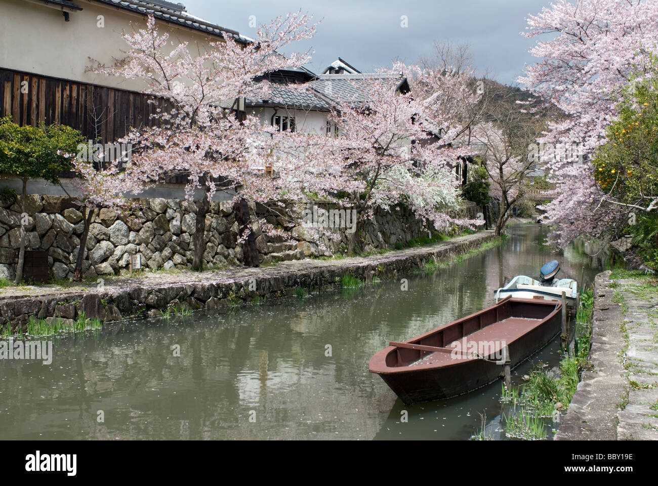 Des cerisiers et des chemins pavés des deux côtés de la ligne du canal de Ohmihachiman dans un quartier historique de la ville Préfecture de Shiga Banque D'Images