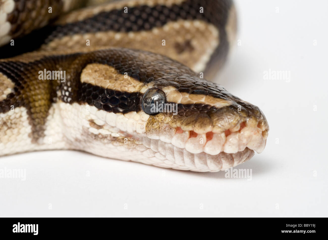 Python regius Python royal Banque D'Images