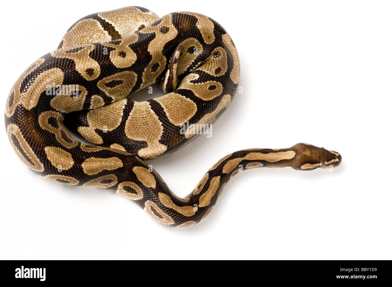 Python regius Python royal Banque D'Images