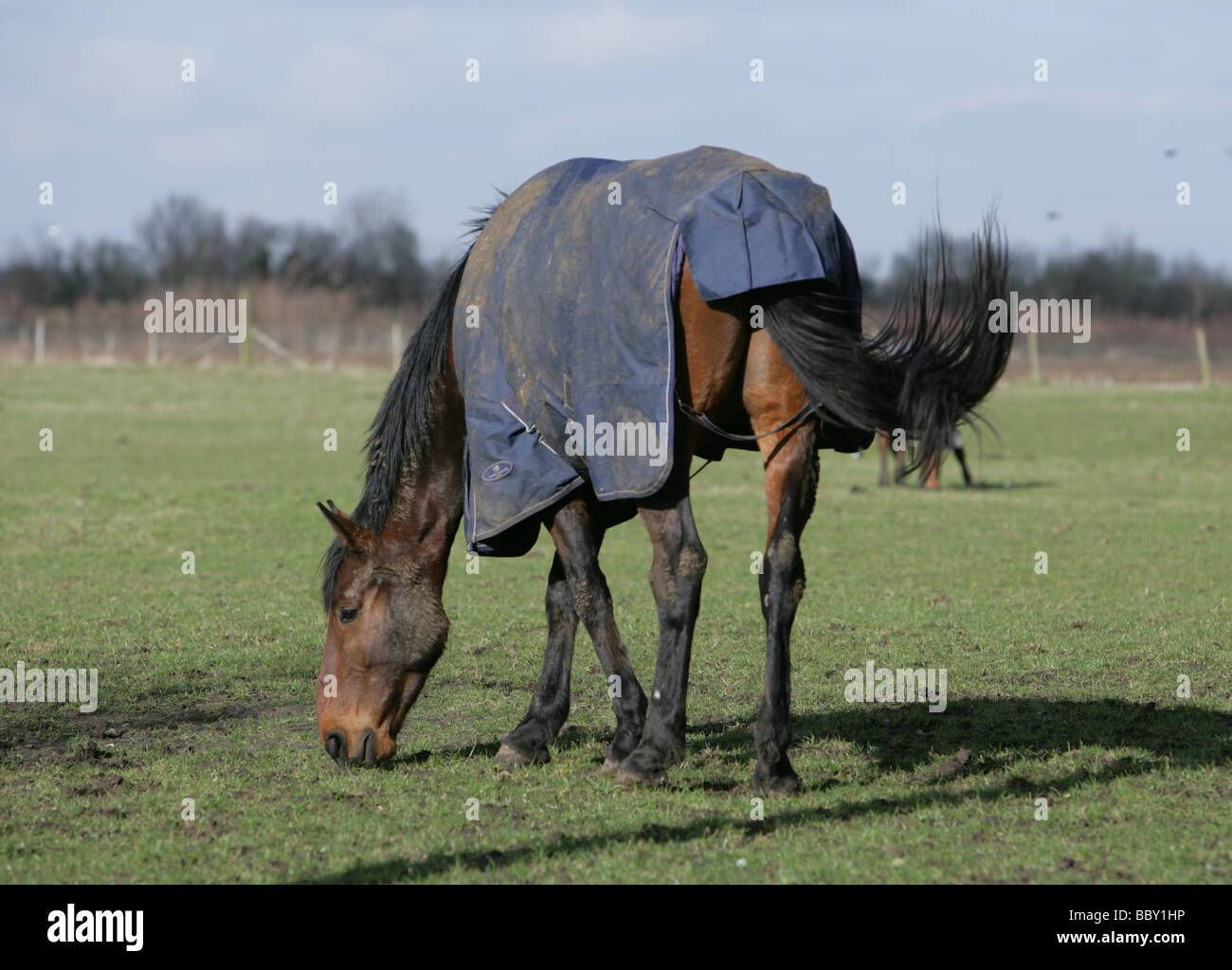 Cheval dans un champ portrait berkshire Banque D'Images
