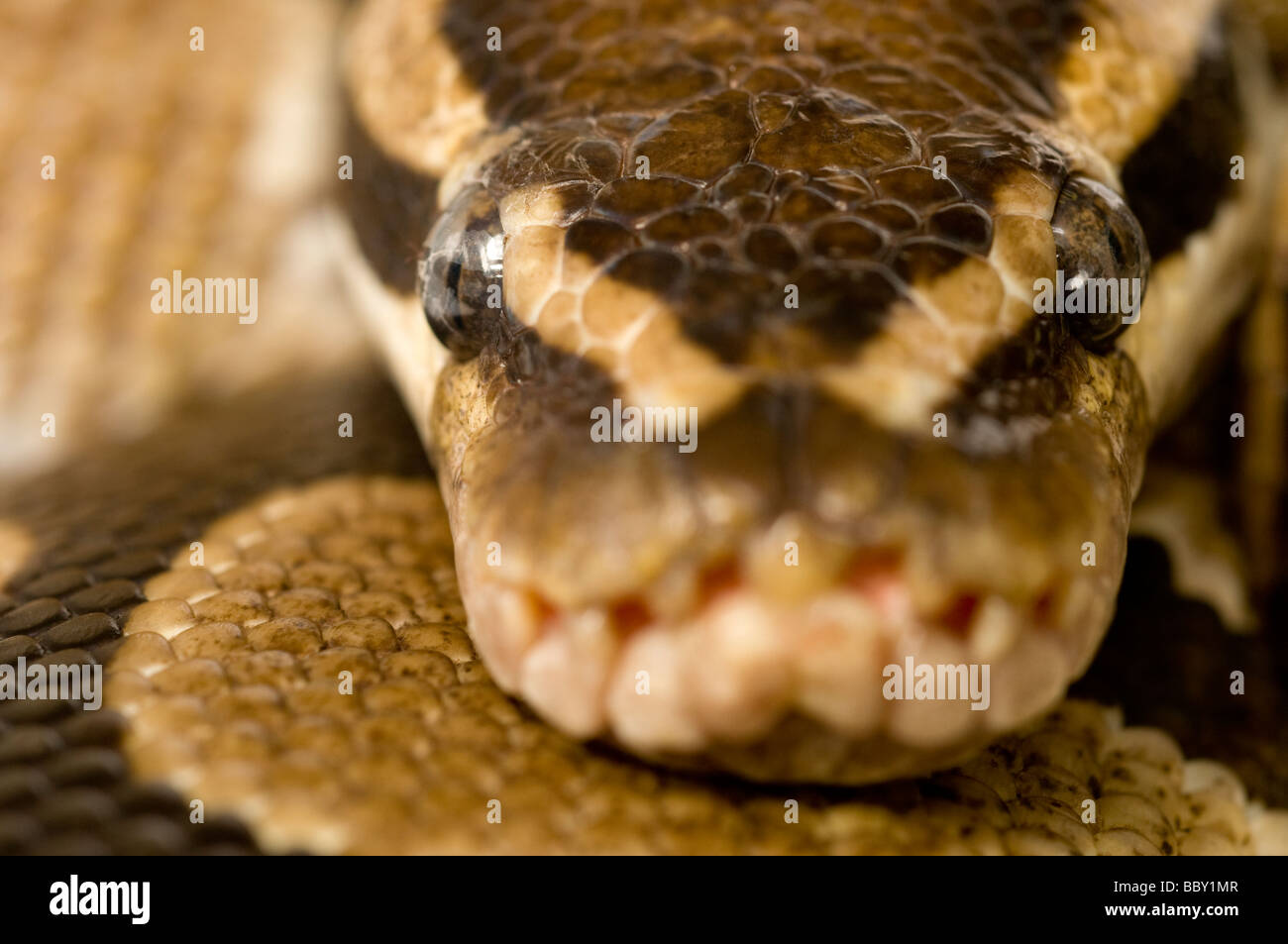 Python regius Python royal Banque D'Images