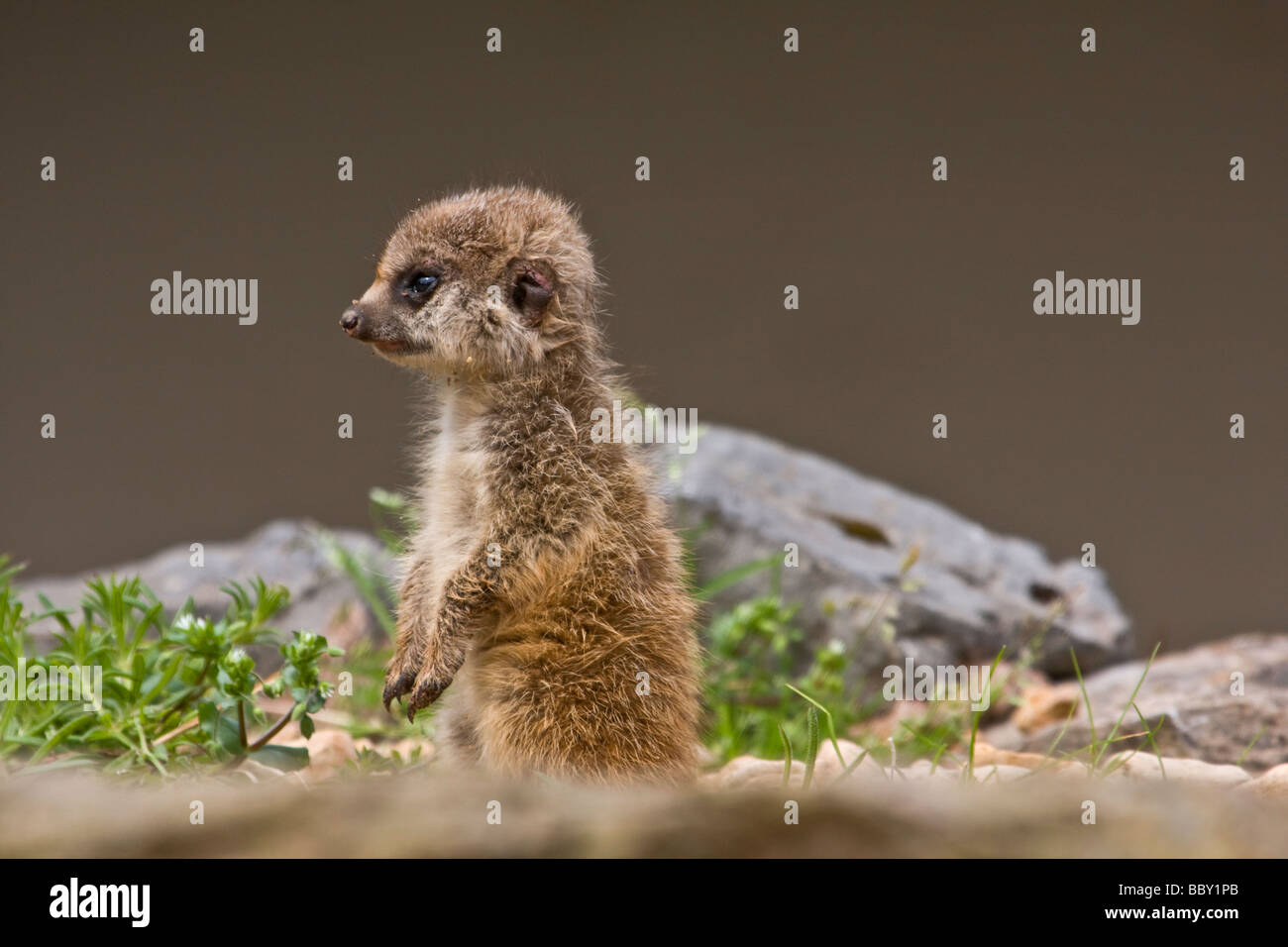 Jeune suricate Banque D'Images