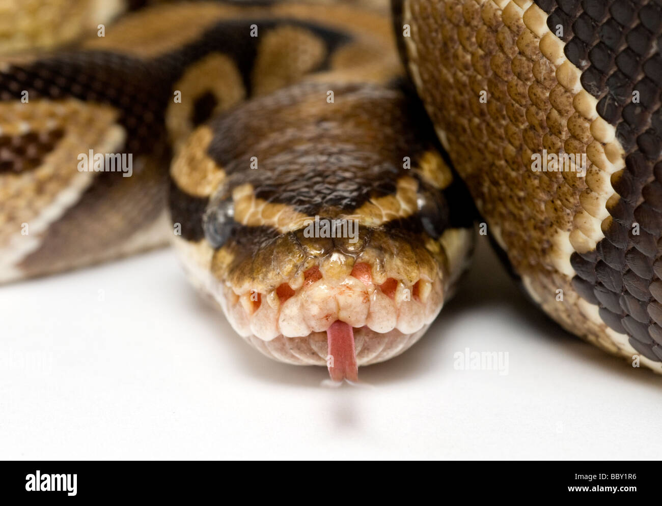 Python regius Python royal Banque D'Images