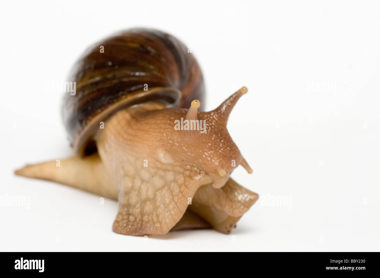 LANDSNAIL africain géant Achatina maculata Banque D'Images