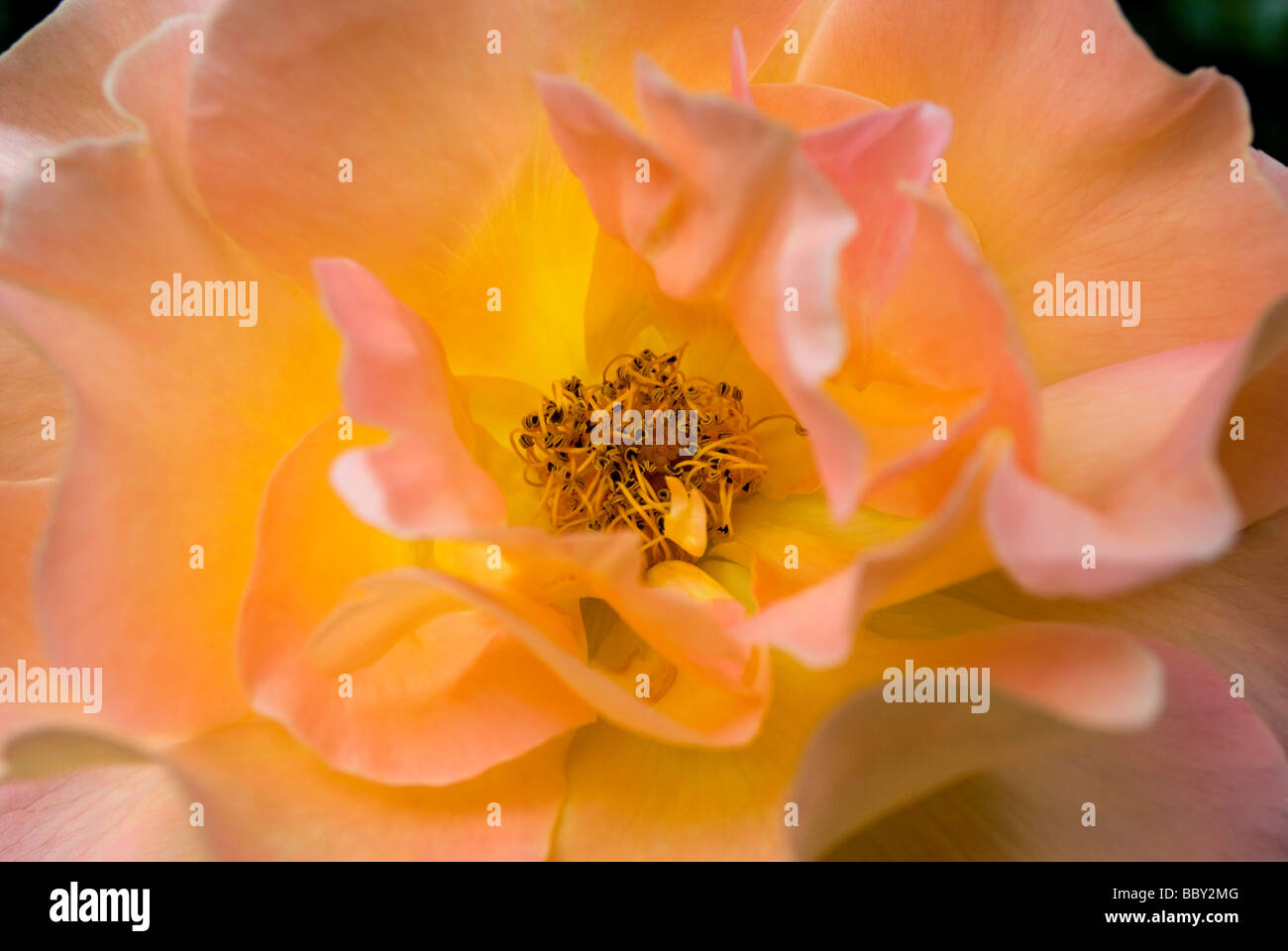 Une rose en fleur Banque D'Images