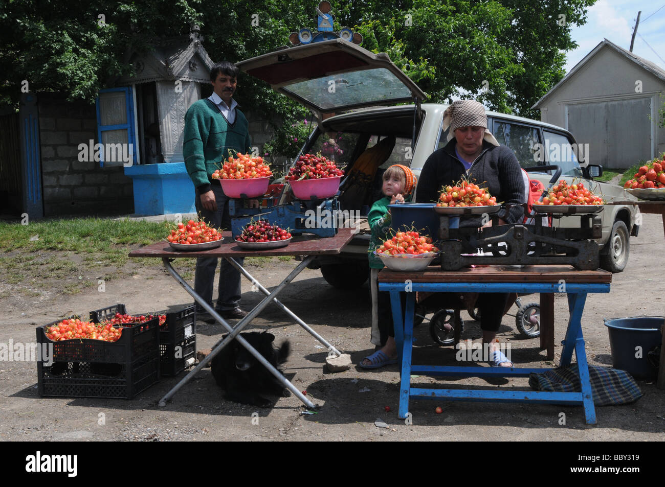 La vente de la famille par des cerises, Kiev oblast, Ukraine Occidentale Banque D'Images