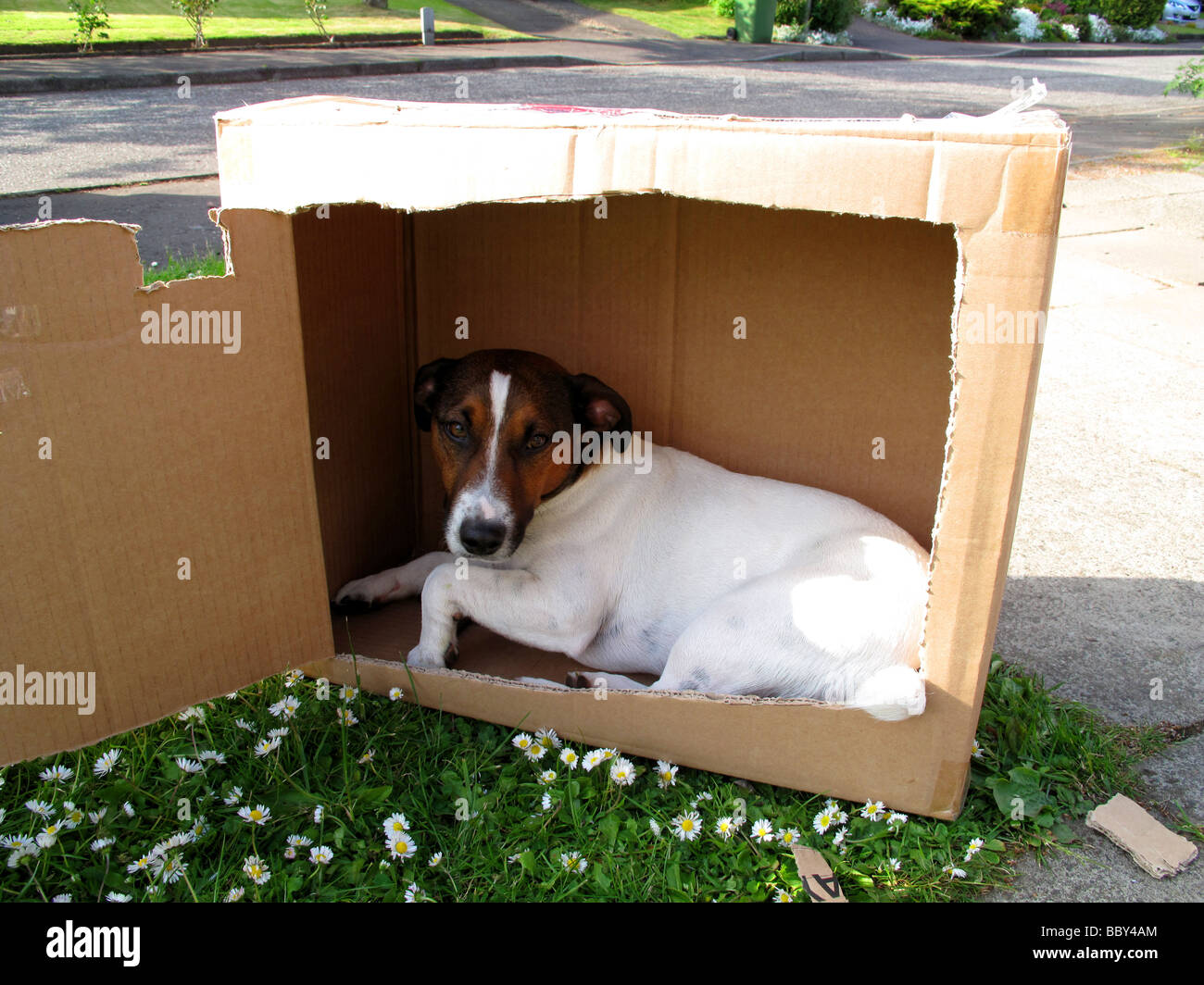 Jack in the box humoristique concept Banque D'Images