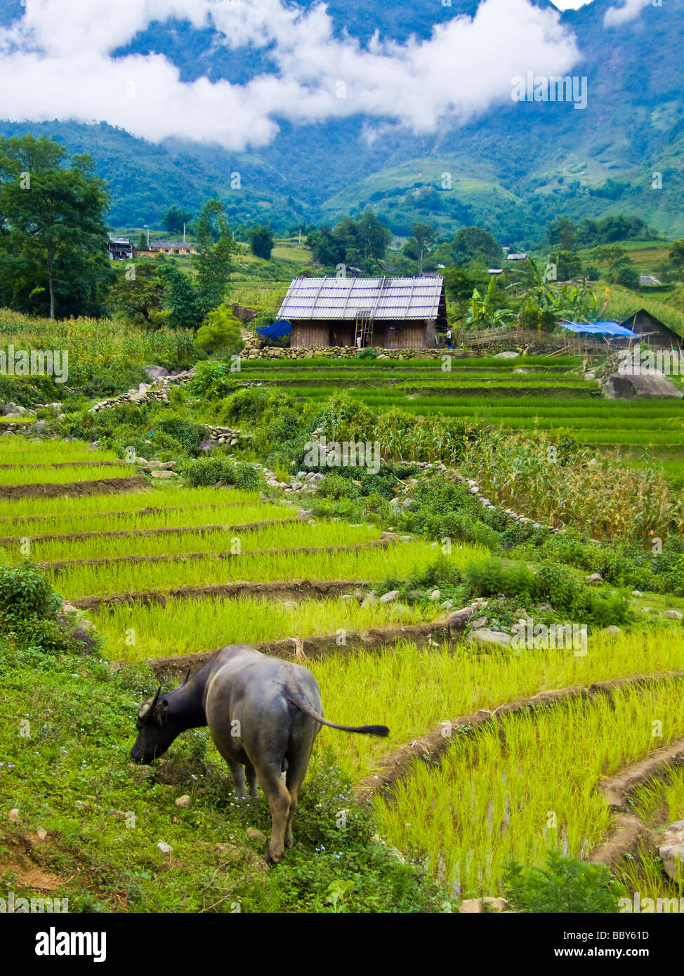 Voir buffalo et rizières en terrasses dans la région de Sapa Vietnam JPH0227 Banque D'Images