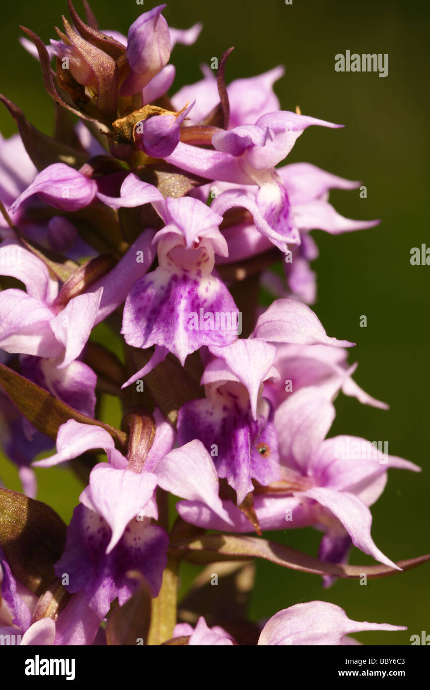 Famille des orchidées (Dactylorhiza aristata) Banque D'Images