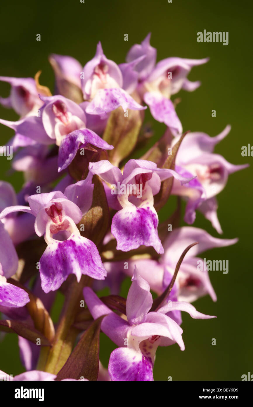 Famille des orchidées (Dactylorhiza aristata) Banque D'Images