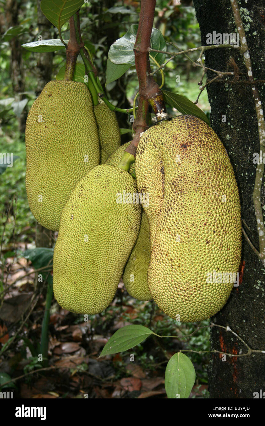 Jacquier Artocarpus heterophyllus Banque D'Images