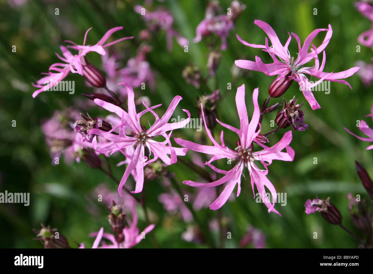 Ragged Robin Lychnis flos-cuculi prise à à Martin simple WWT, Lancashire UK Banque D'Images