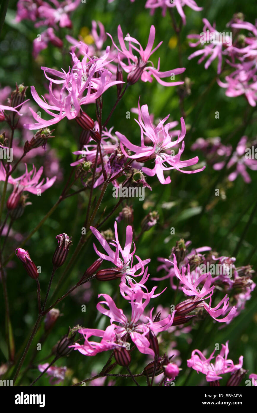 Ragged Robin Lychnis flos-cuculi prise à à Martin simple WWT, Lancashire UK Banque D'Images