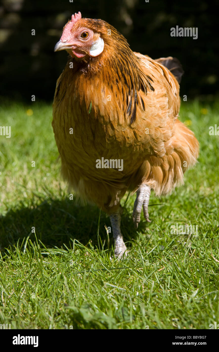 Une Poule dans un enclos gazonnés Banque D'Images