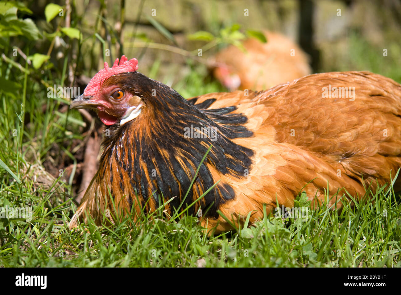 Une Poule dans un enclos gazonnés Banque D'Images