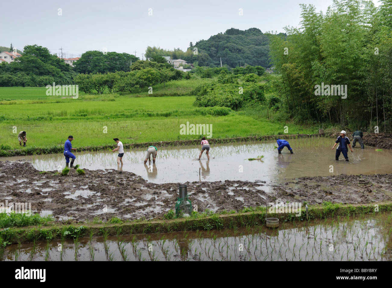 Riz Paddy Japon Banque d'image et photos - Alamy