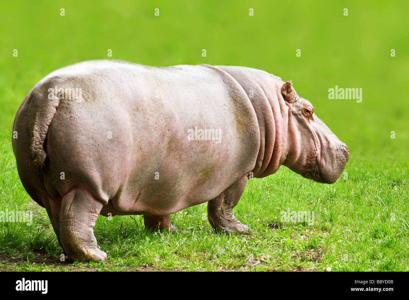 Hippopotame on Green grass Banque D'Images
