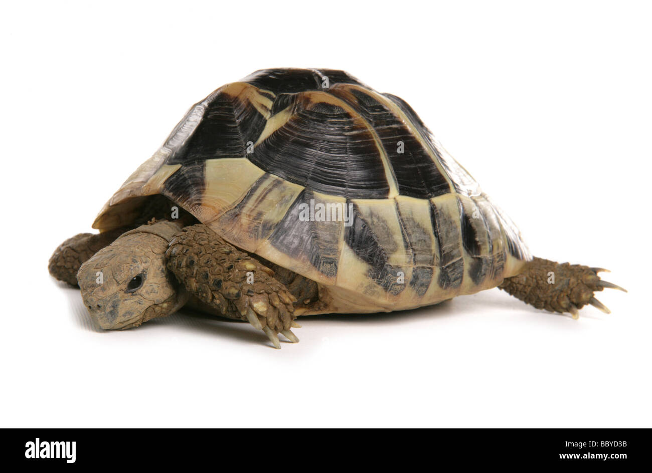 Herman tortue Testudo hermanni boettgeri s Portrait dans un studio Banque D'Images