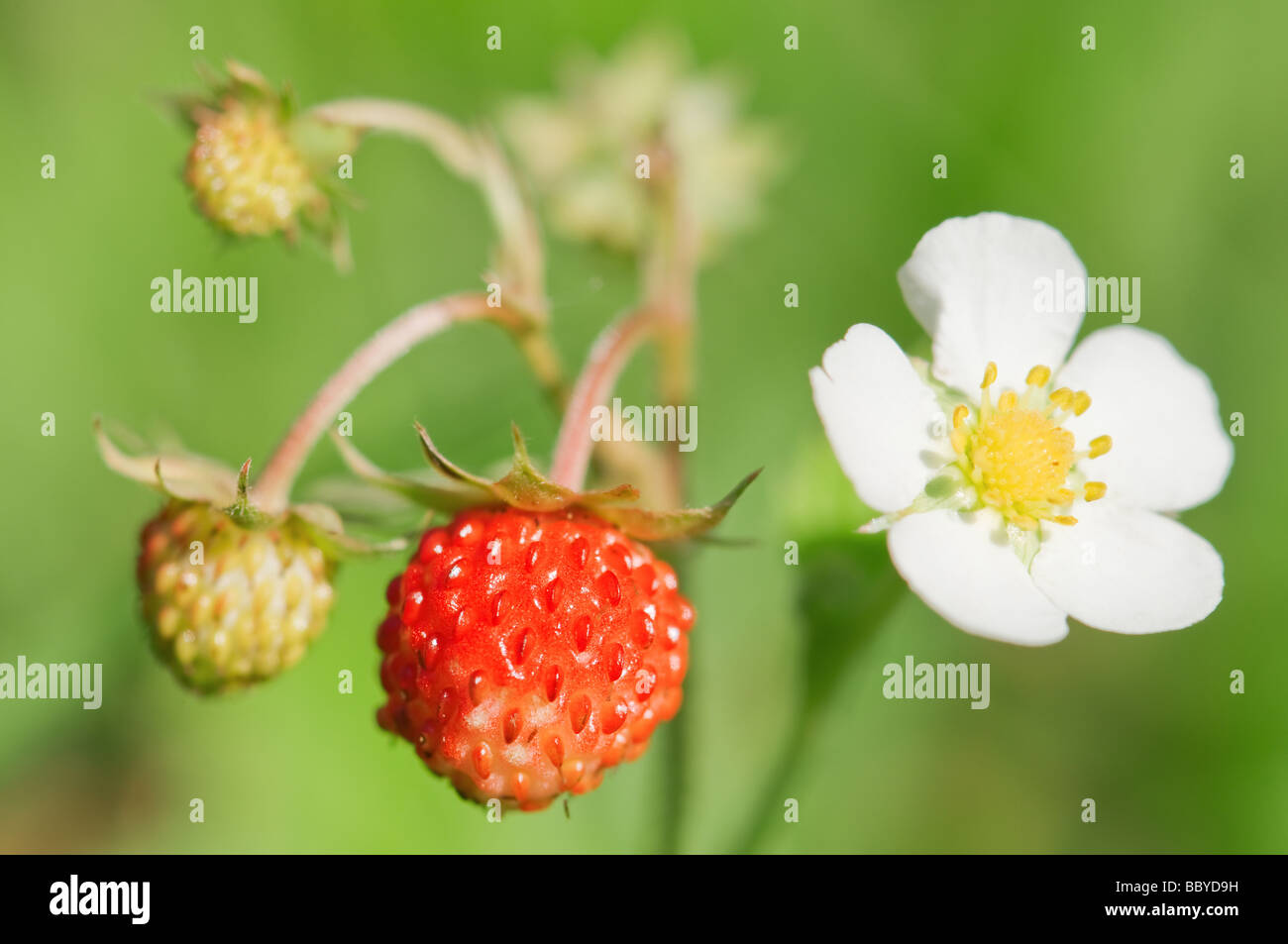 Fleur de fraisier avec close up Banque D'Images