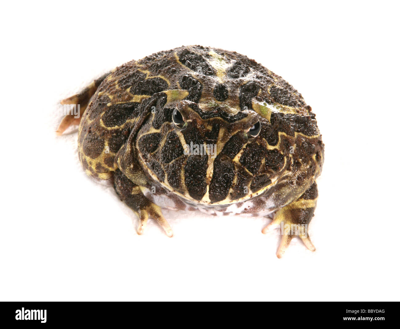 Cranwell s horned frog aka Chacoan Ceratophrys cranwelli grenouille cornue portrait dans un stuio Banque D'Images