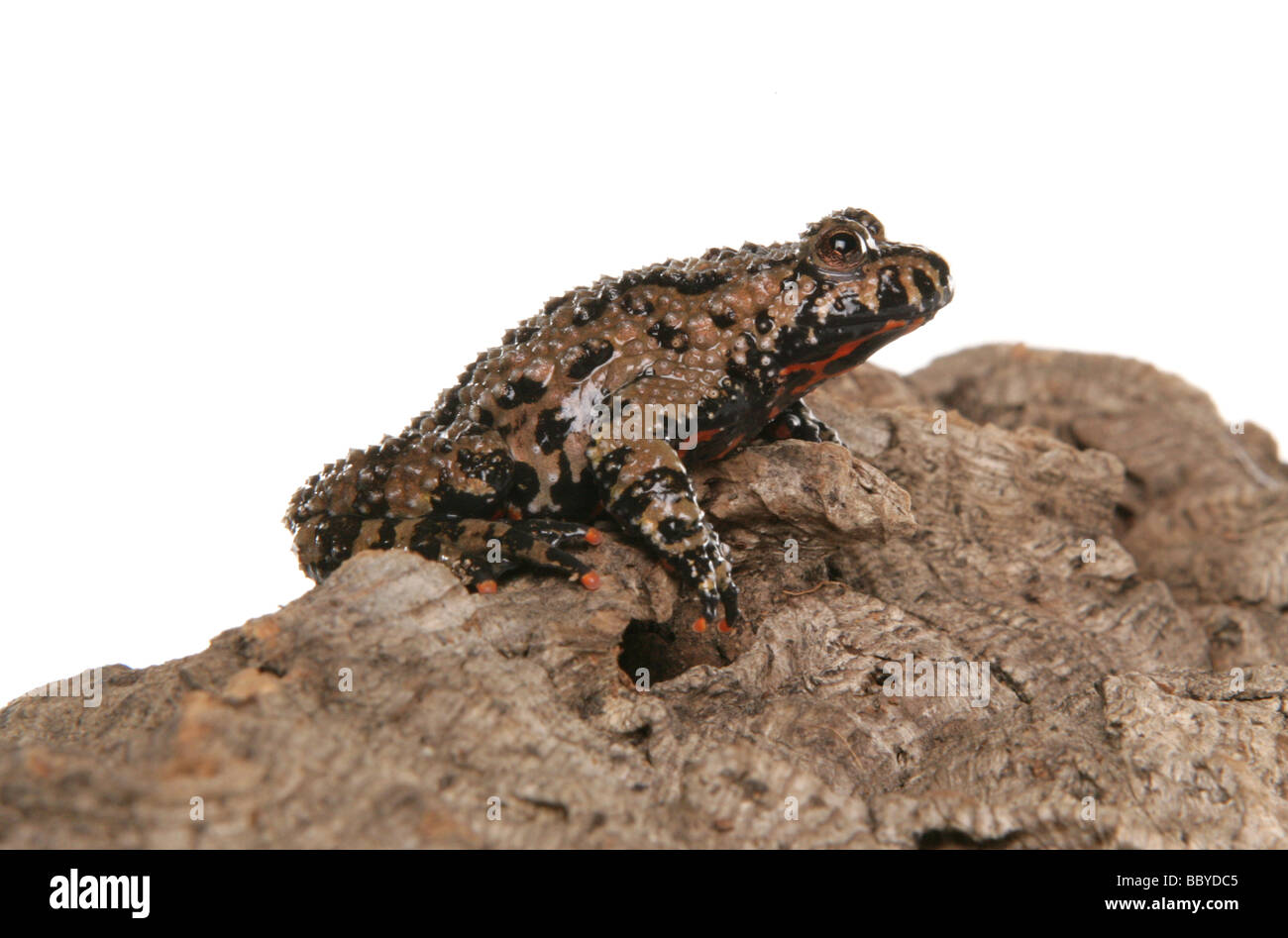 Fire bellied toad Bombina orientalis portrait dans un studio Banque D'Images