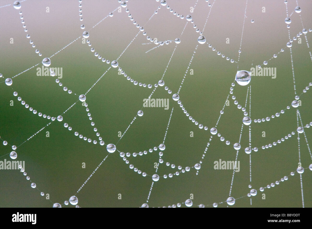 Spiders web et les gouttelettes d'eau peu après l'aube Banque D'Images