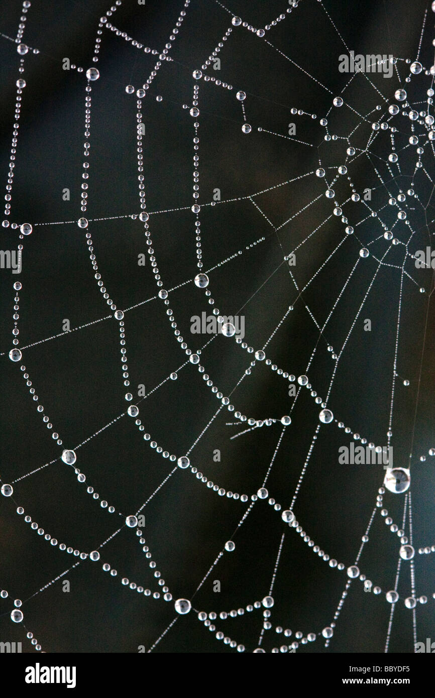 Spiders web et les gouttelettes d'eau peu après l'aube Banque D'Images