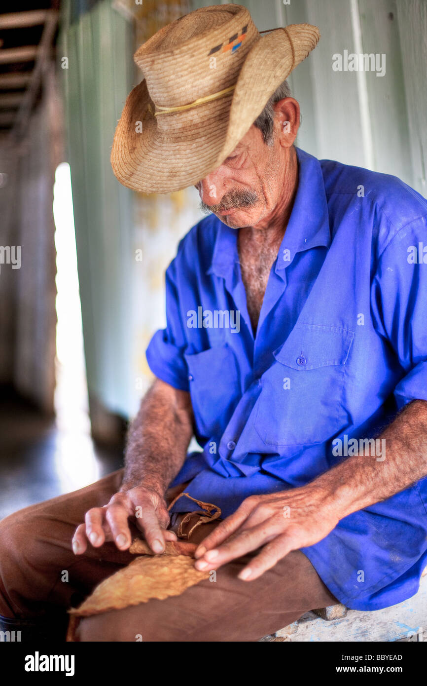 Un agriculteur fait un cigare cubain Banque D'Images