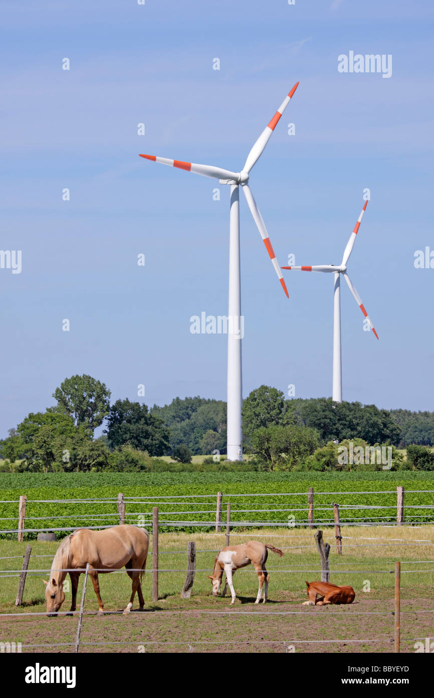 Les chevaux en face de centrales éoliennes en Basse Saxe, Allemagne du Nord Banque D'Images