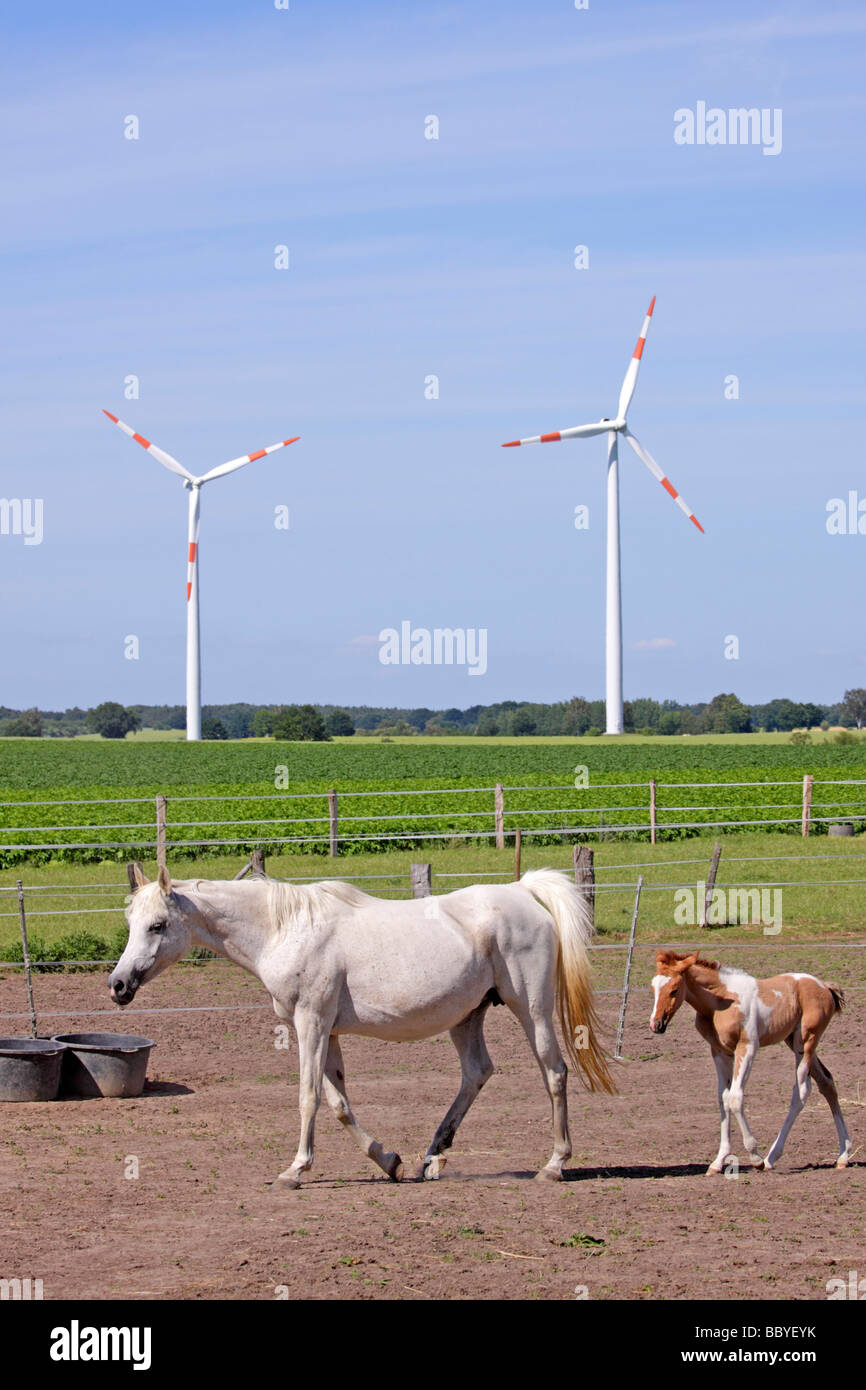 Les chevaux en face de centrales éoliennes en Basse Saxe, Allemagne du Nord Banque D'Images