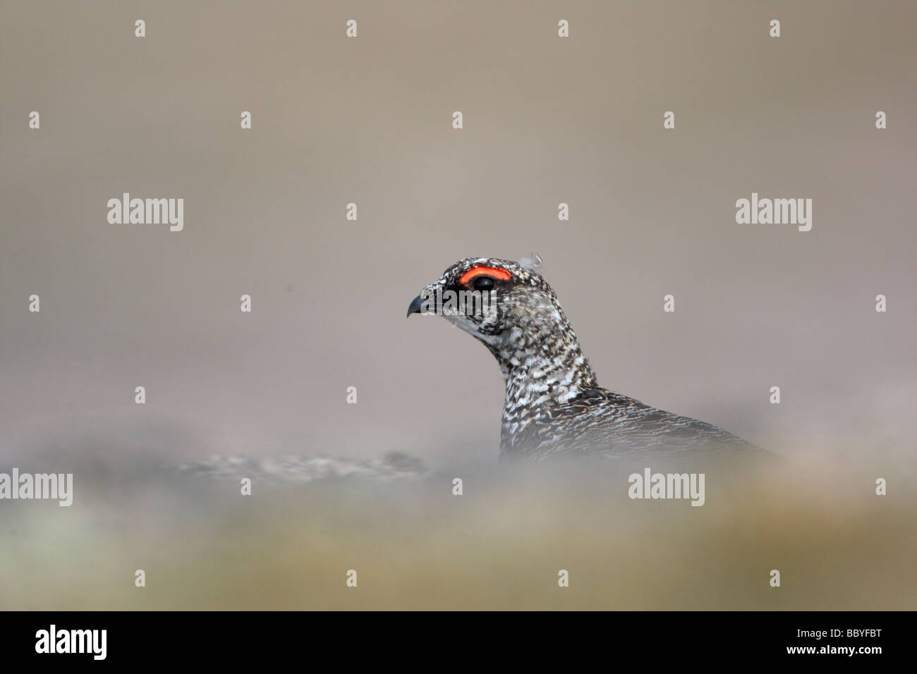 Le lagopède alpin Lagopus mutus homme printemps l'Ecosse Banque D'Images