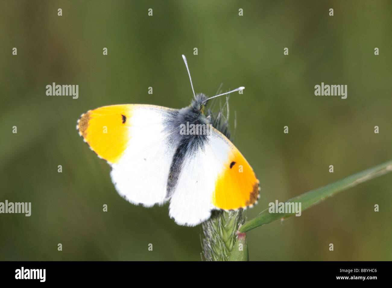 Papillon Orange Tip Banque D'Images