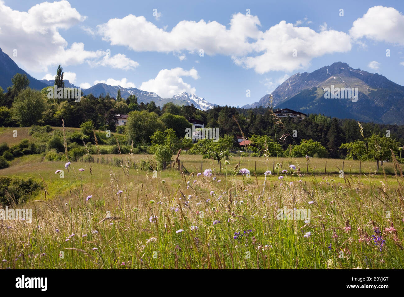 Imst Tyrol Autriche Europe Juin été fleur Alpine meadow en vallée verte avec les montagnes au loin Banque D'Images