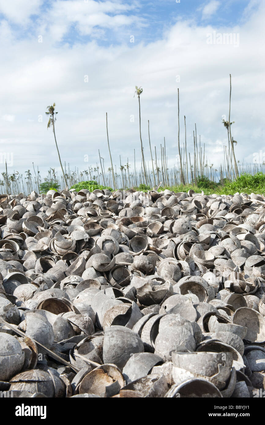 Les coquilles de noix de coco vide avec le coprah retiré abandonnées dans une plantation de Quelimane Mozambique arret Banque D'Images