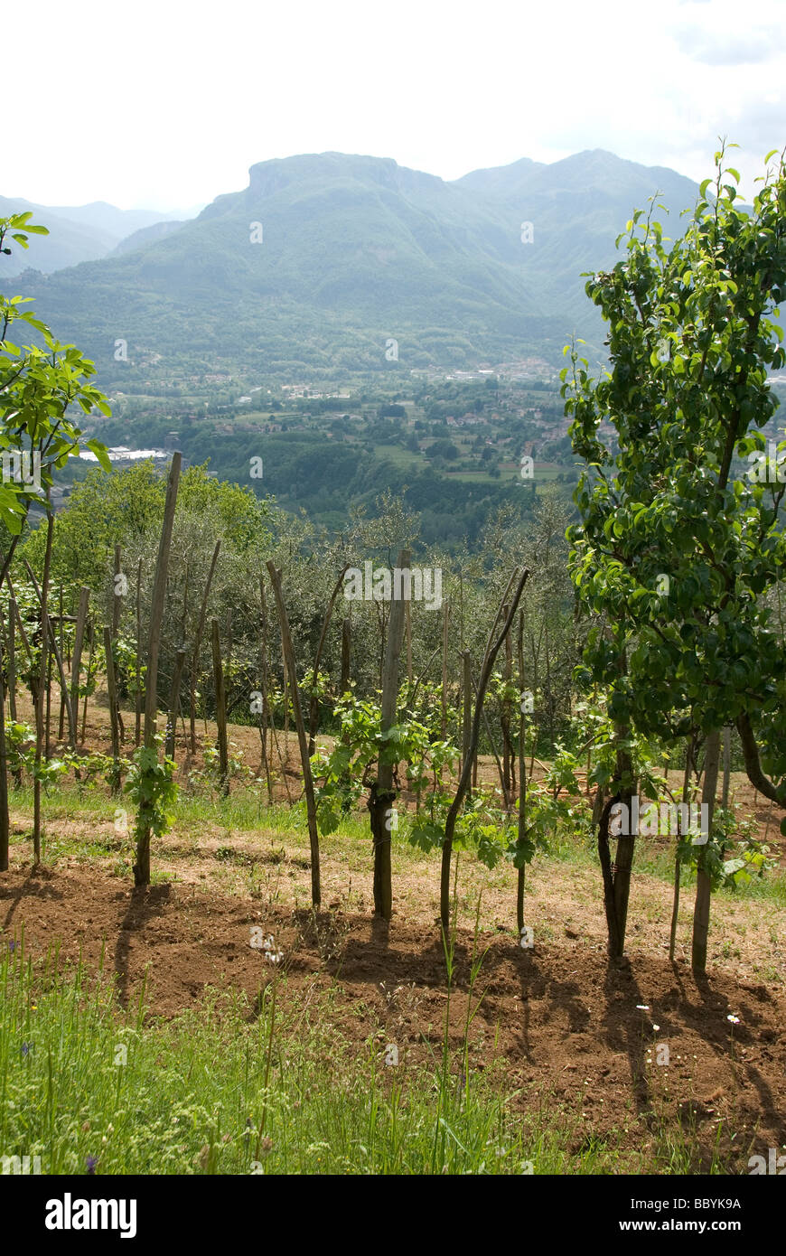 La vallée de la rivière Serchio une zone appelée le Garfagnana avec de plus en plus de la vigne au printemps et l'arrière-plan de montagnes Banque D'Images