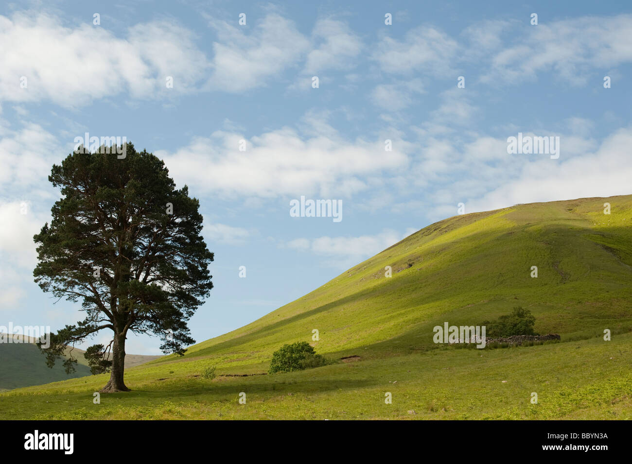 Pinus sylvestris. Seul arbre de pin sylvestre dans les collines de la frontière écossaise campagne. L'Ecosse Banque D'Images