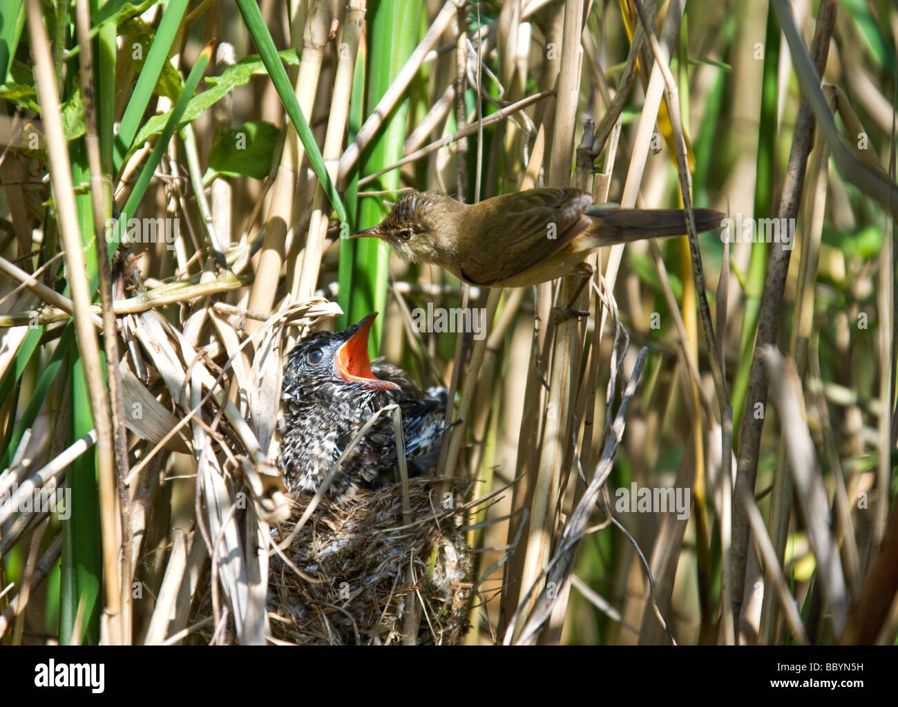 Un jeune Cuckoo Cuculus canorus)(mendiant de la nourriture de son hôte, un roseau (Acrocephalus scirpaceus) Banque D'Images