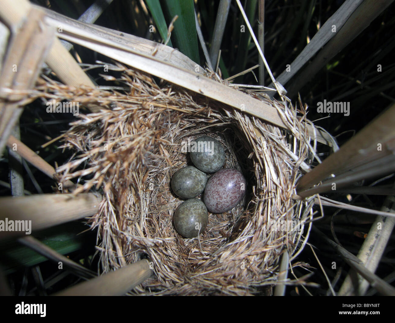 La rousserolle effarvatte Acrocephalus scirpaceus)(nid contenant trois oeufs plus un coucou (Cuculus canorus) oeuf. Banque D'Images