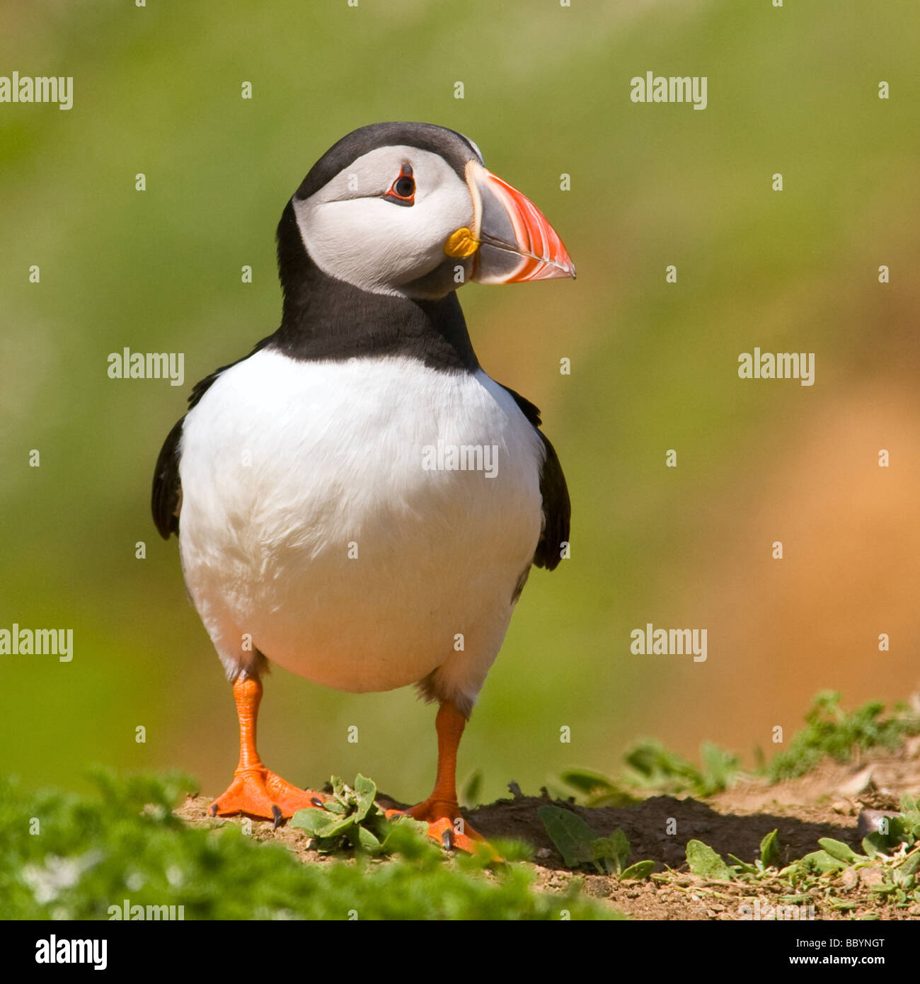 Macareux moine à la mèche, l'île de Skomer Banque D'Images