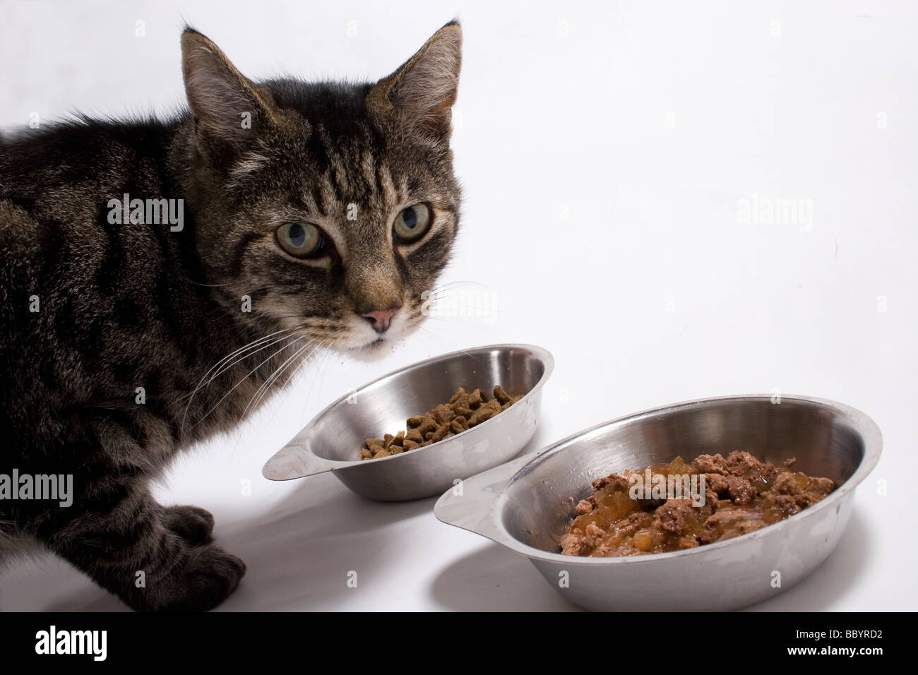 chat-tigre-de-manger-bbyrd2.jpg chat-tigre-de-manger-bbyrd2.jpg
