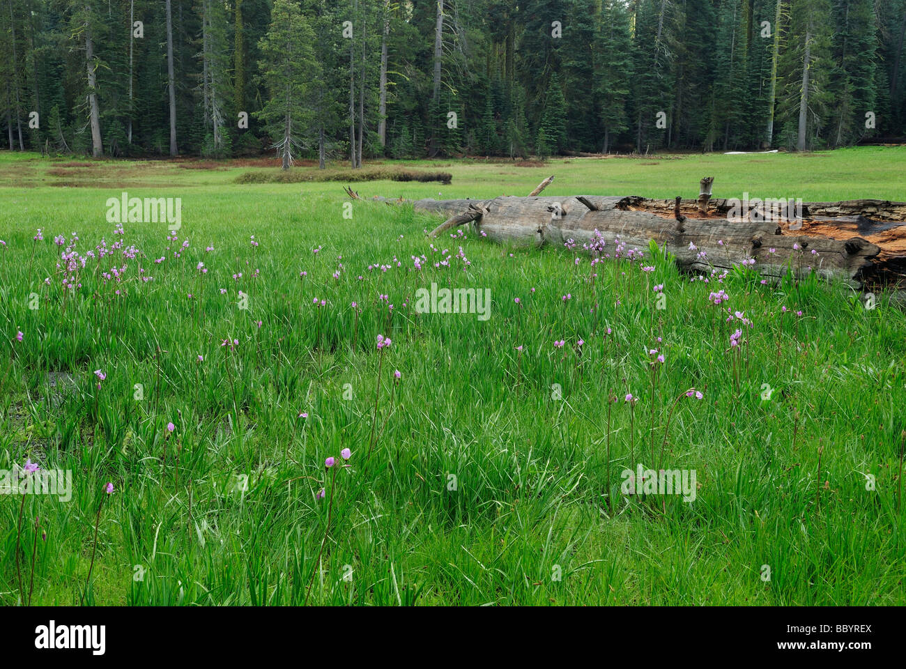 Prairie alpine dans le Parc National de Yosemite Banque D'Images